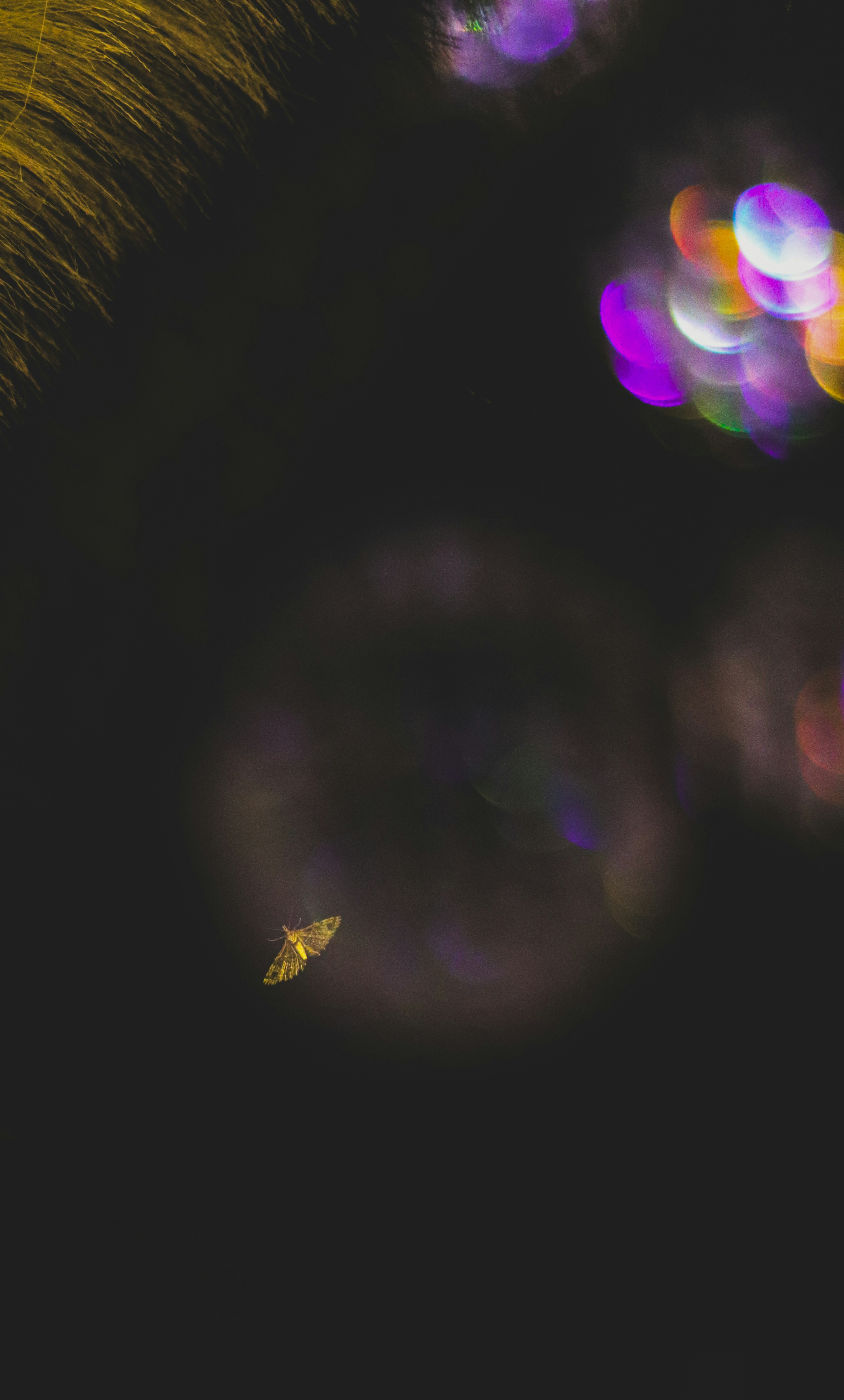 Photo by midget_gem19