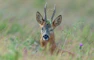 brown deer on green grass during daytime