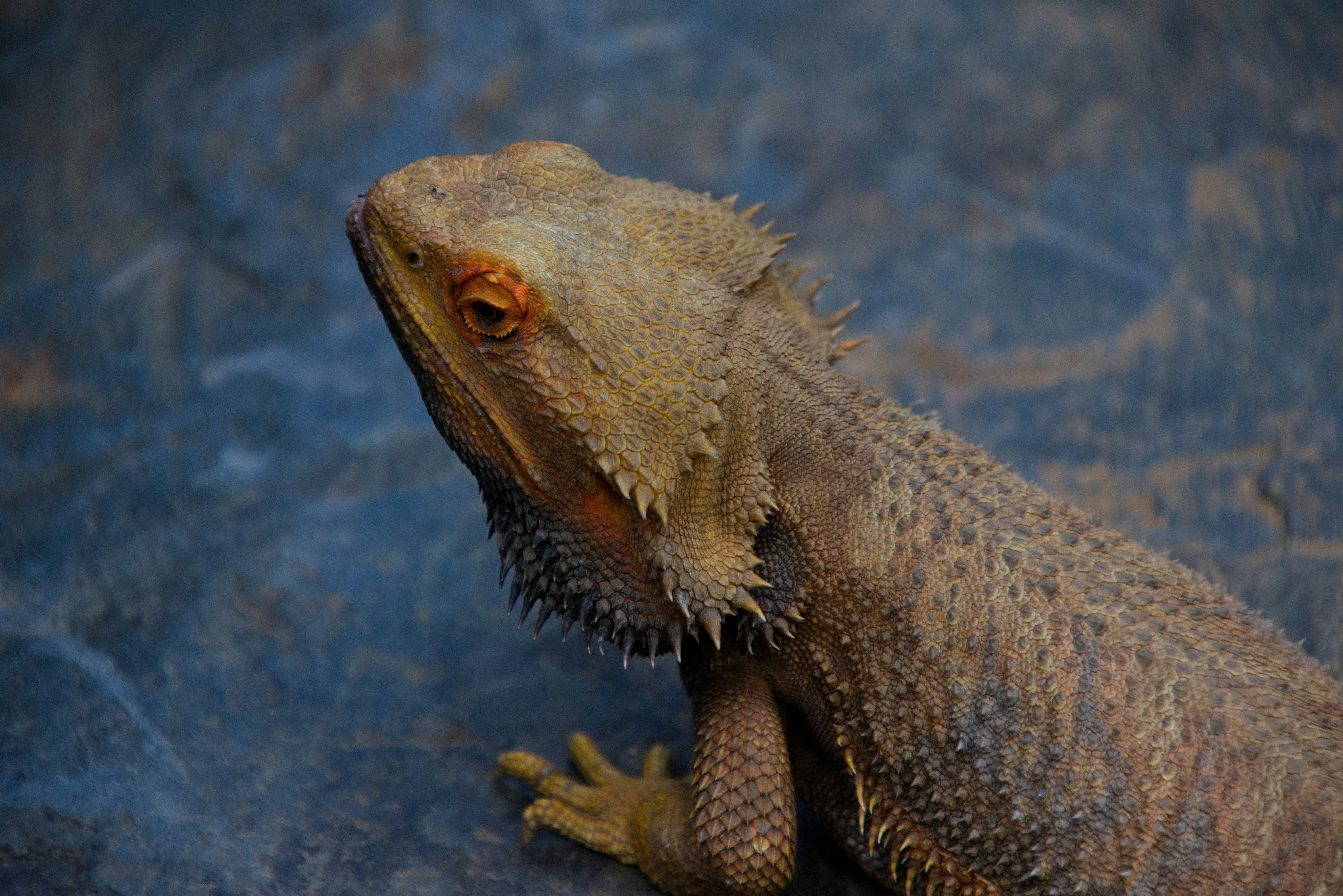 Photo by job_vermeulen