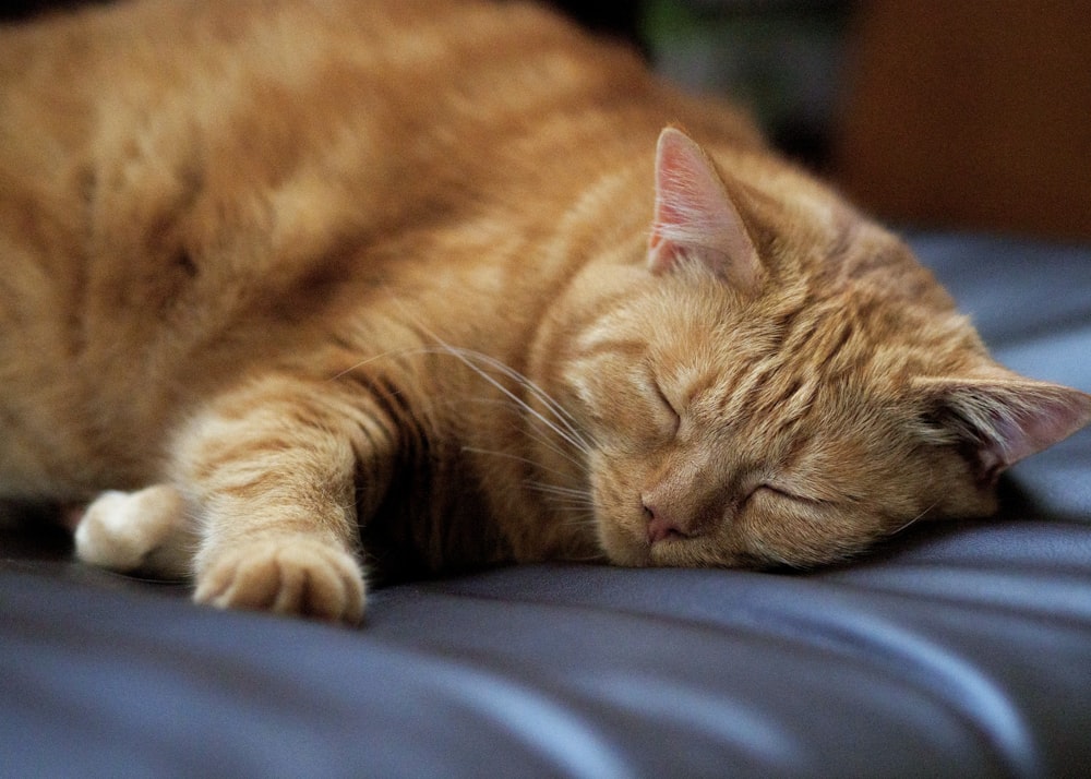 orange tabby cat lying on blue textile