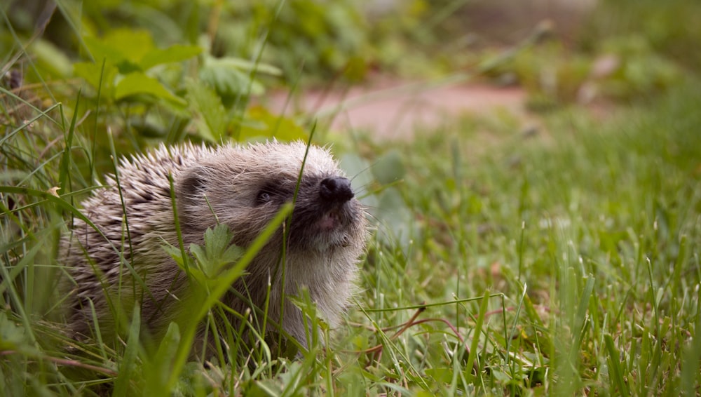 white and gray hedgehog on green grass during daytime