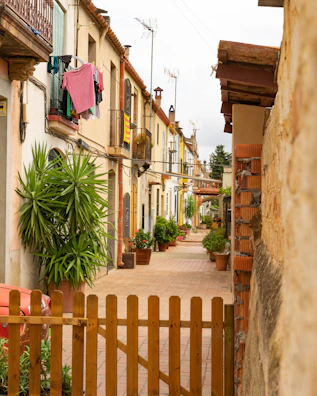 green palm tree beside white wooden fence