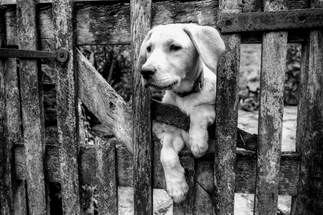 Black and white Labrador Retriever Dog and gate near Cirencester Market Town, Gloucestershire, UK – Cotswolds digital marketing Cirencester - Photo by Mick Haupt | best digital marketing - London, Bristol and Bath marketing agency
