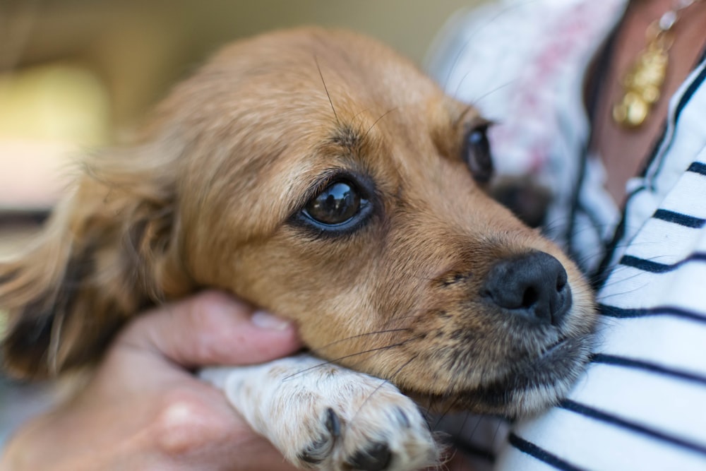 brown and white short coated dog