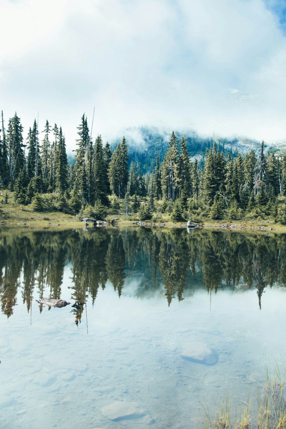 green trees beside body of water under blue sky during daytime