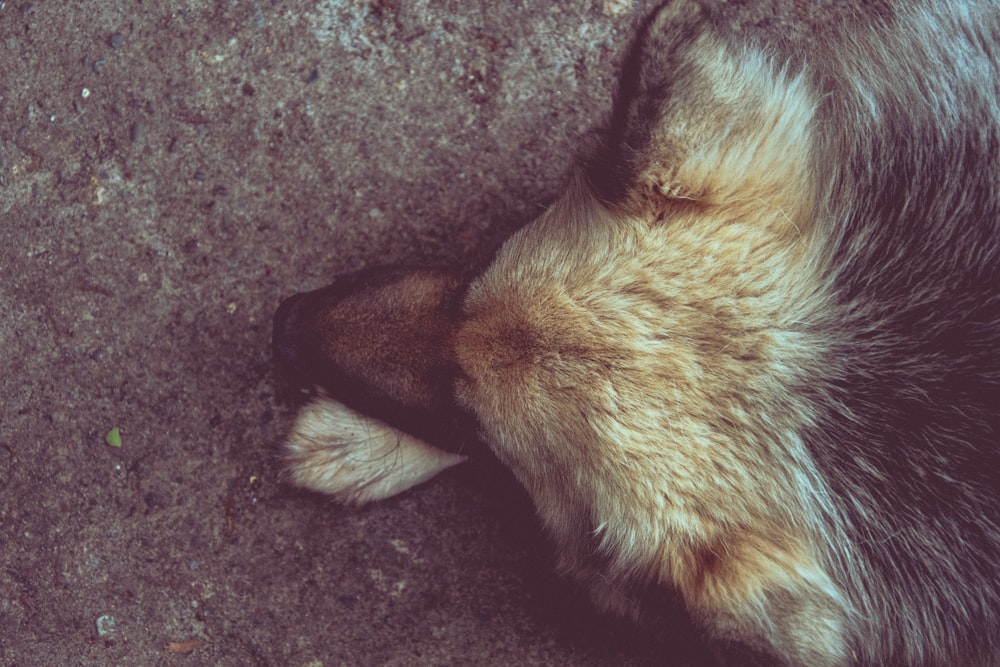 brown and white long coated dog lying on gray floor