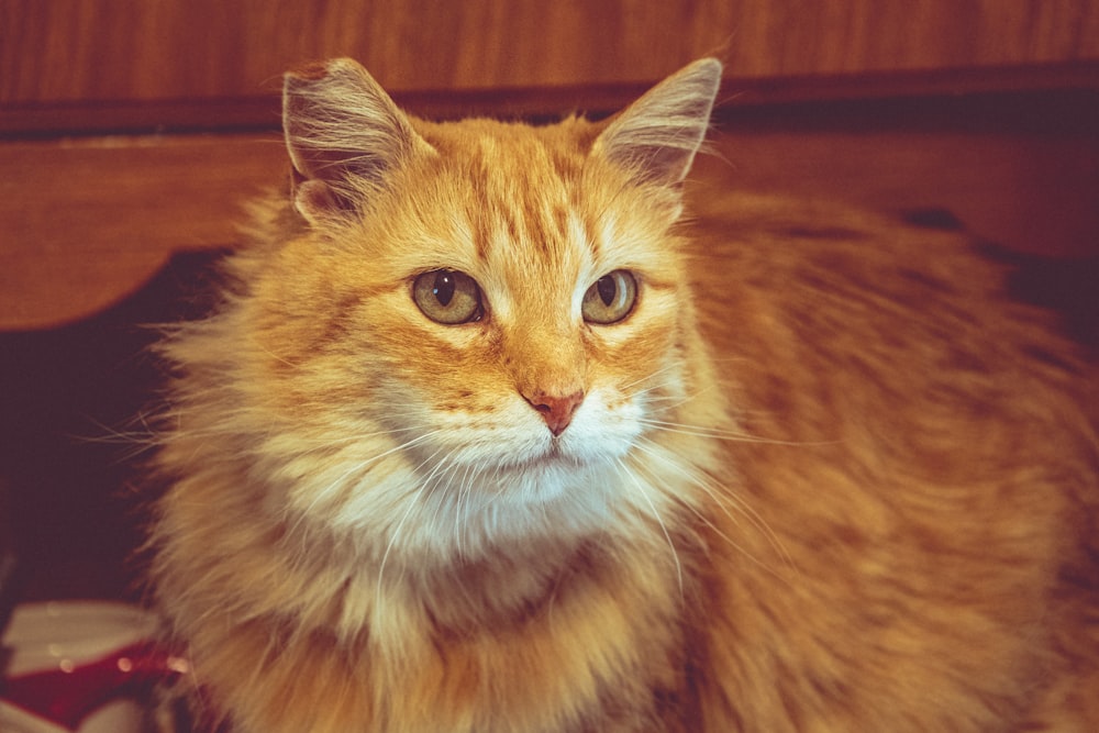 orange and white tabby cat