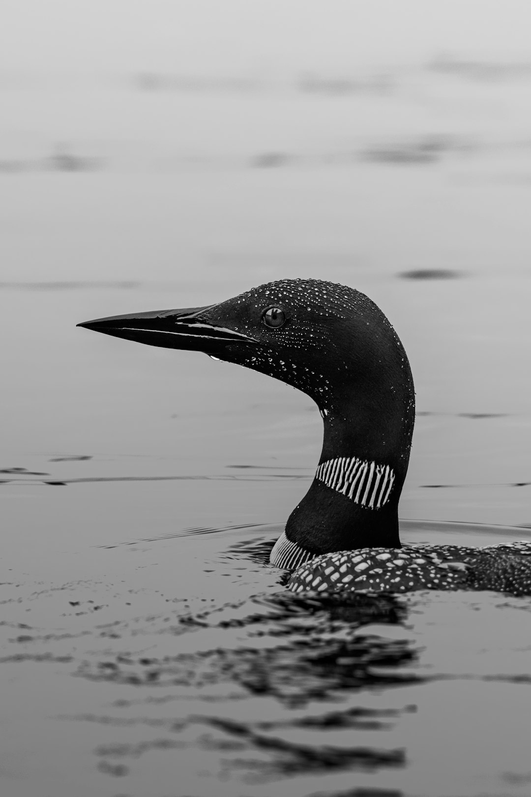 black and white duck on water