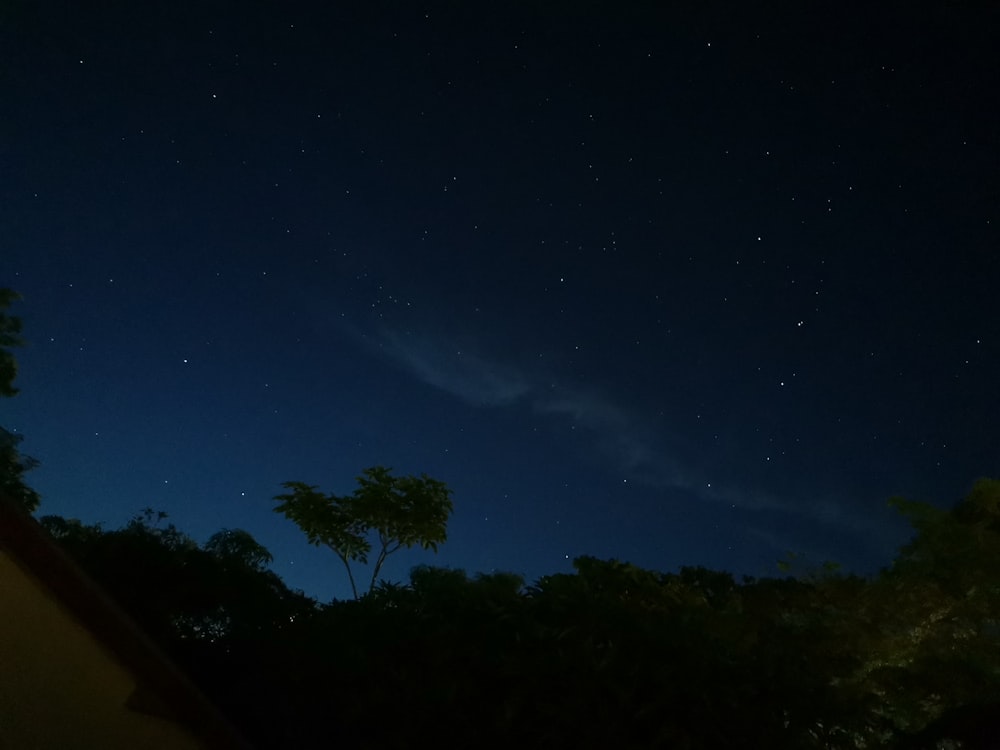 green trees under blue sky during night time