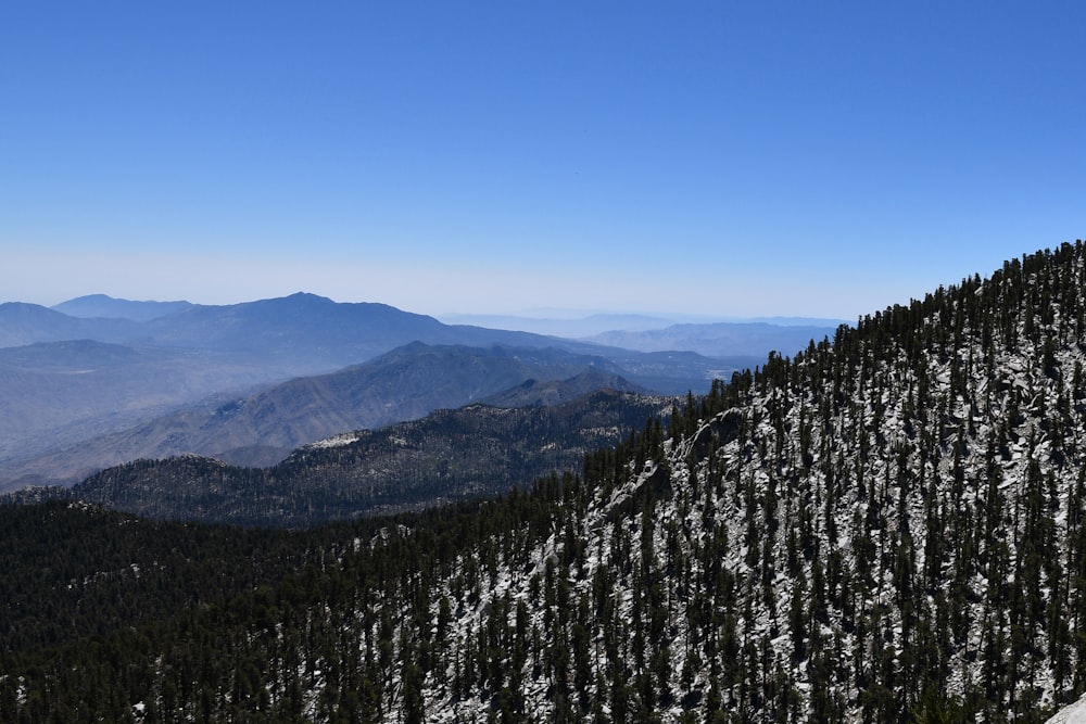 green pine trees on mountain under blue sky during daytime