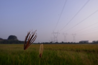 A serene landscape showcasing power lines stretching across a green field under a clear blue sky.