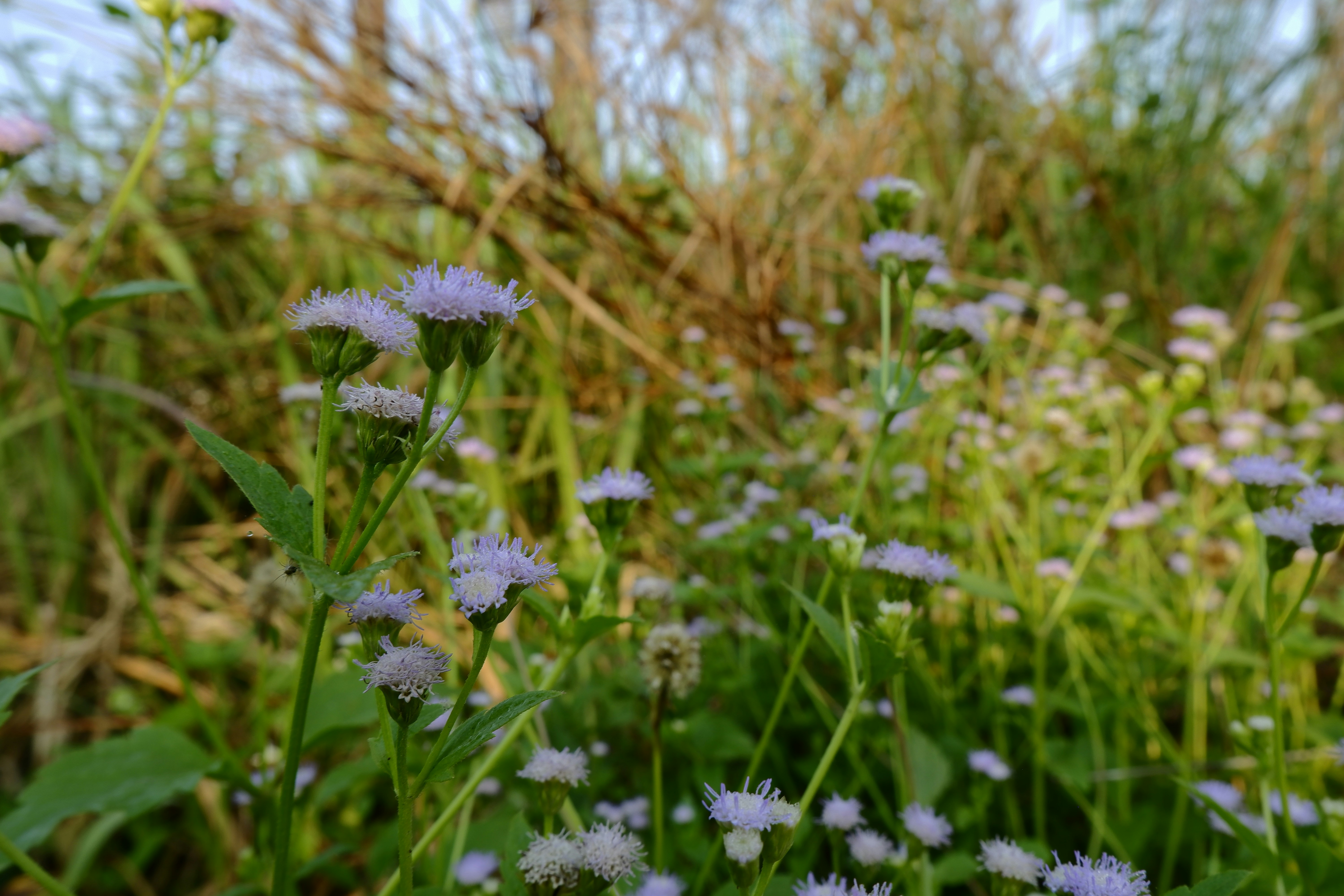white and purple flowers during daytime