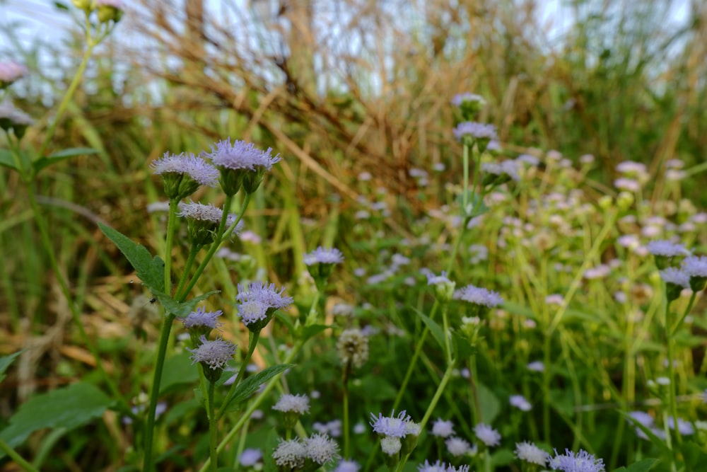 white and purple flowers during daytime