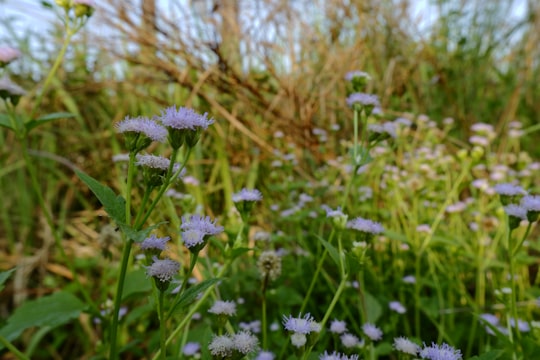 white and purple flowers during daytime in Cilegon Indonesia