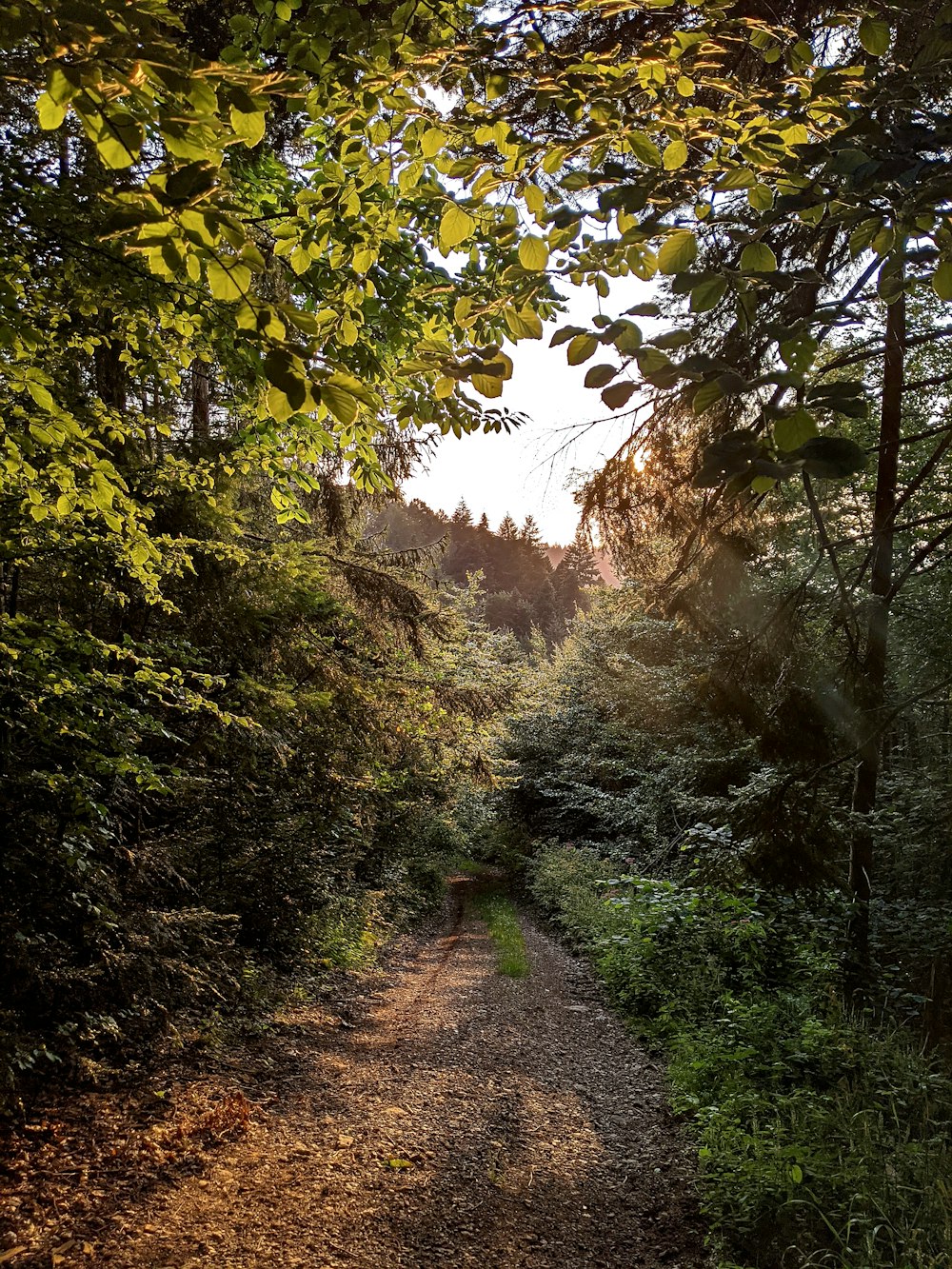 green trees on brown dirt road during daytime