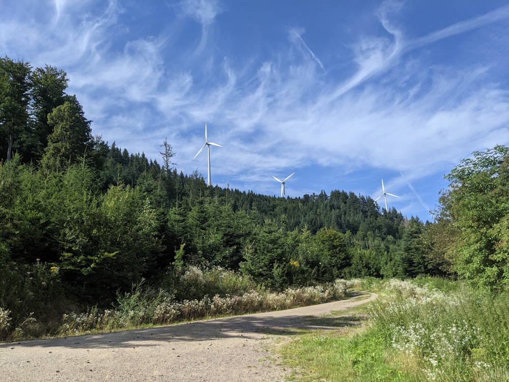 green trees and gray road under blue sky during daytime