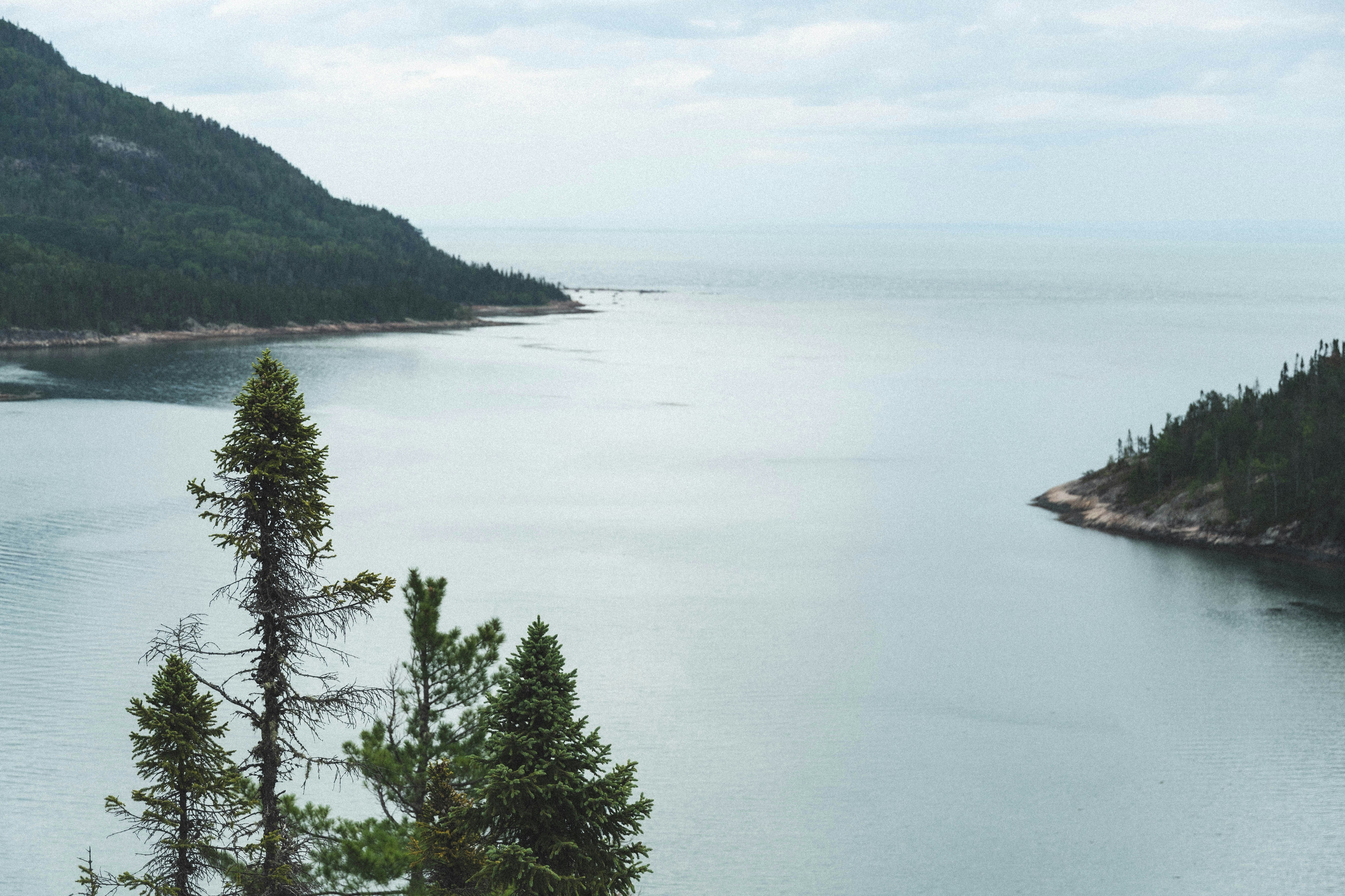 Grüne Bäume in der Nähe von Gewässern während des Tages
