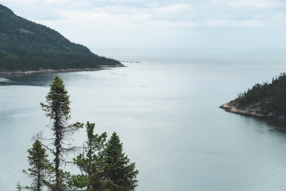 green trees near body of water during daytime