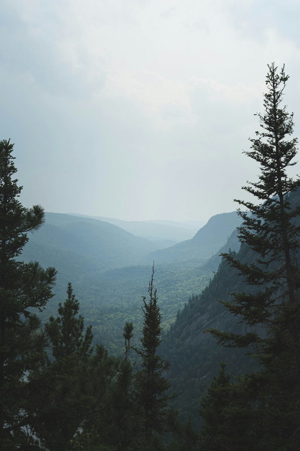 green trees on mountain during daytime