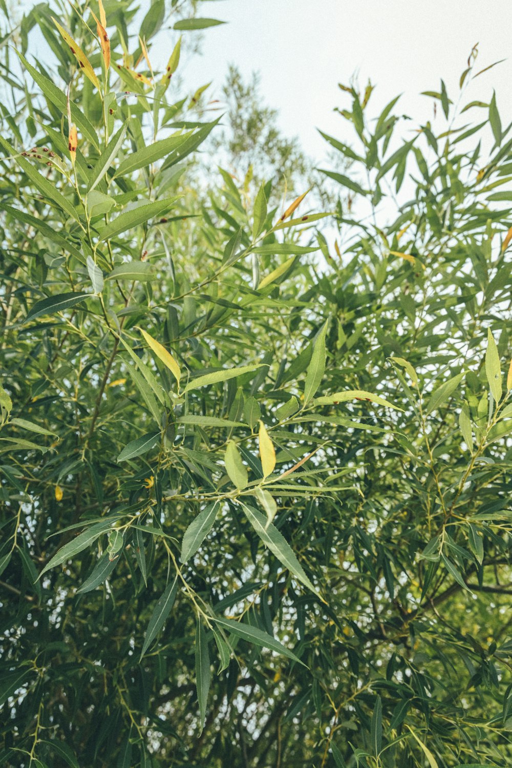 green plant under blue sky during daytime