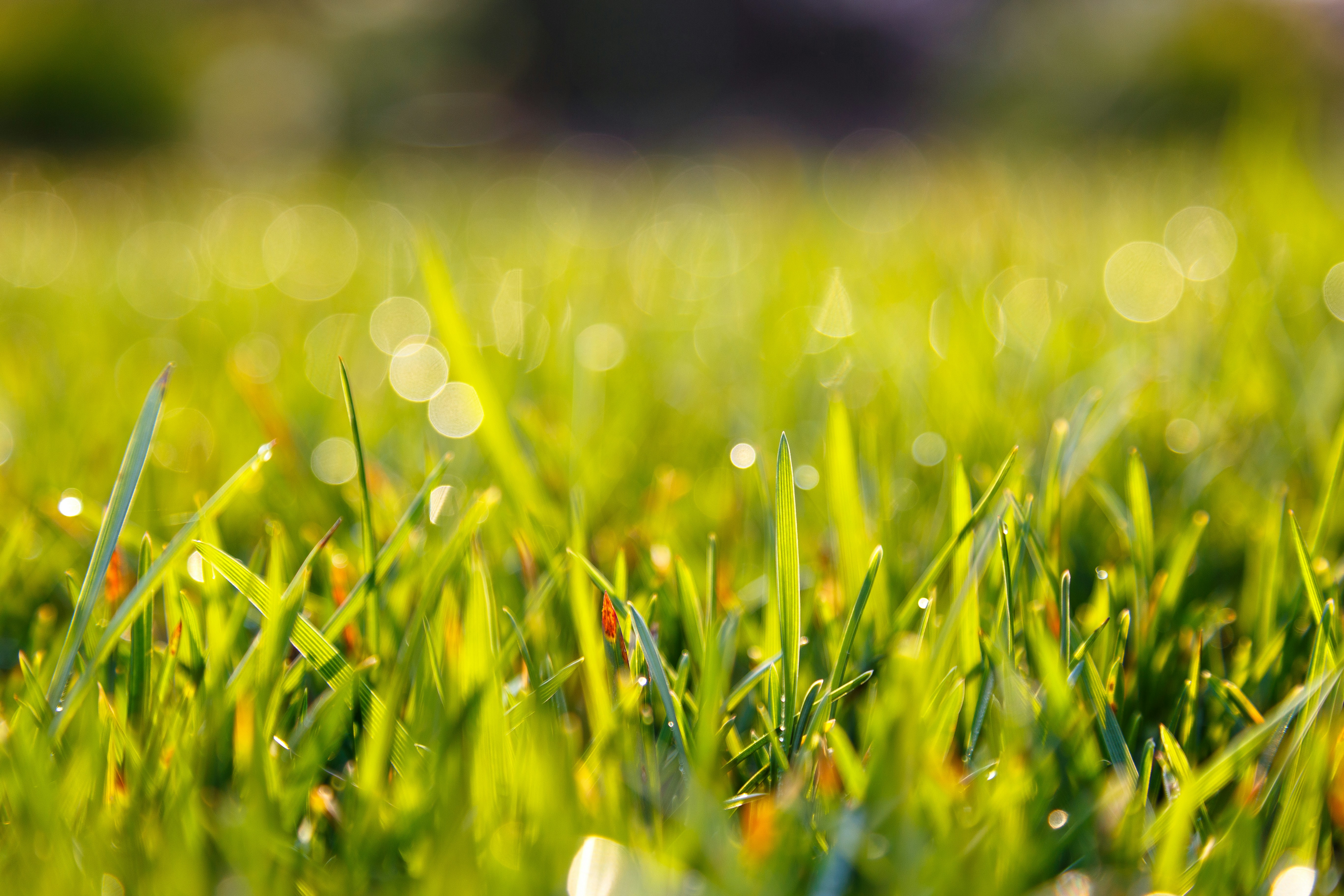 Photo by alien_roger