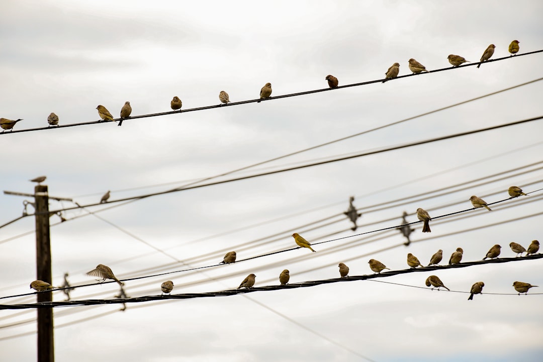 flock of birds on wire during daytime