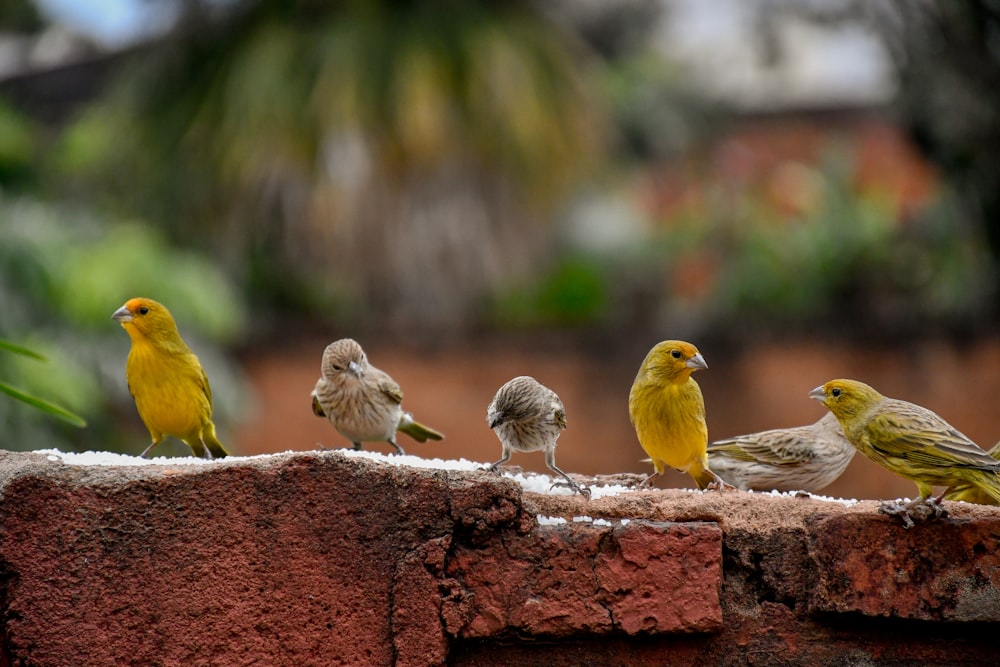three yellow birds on brown concrete wall during daytime