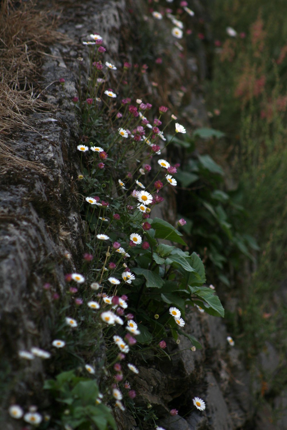 white and pink flowers on brown tree trunk