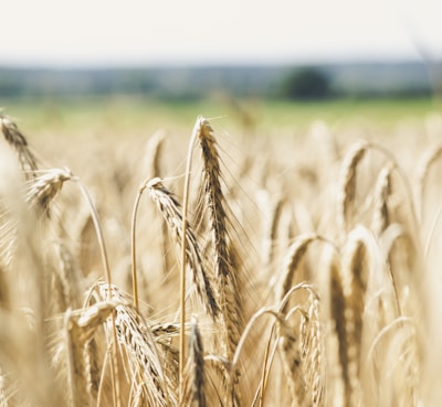 wheat field during day time