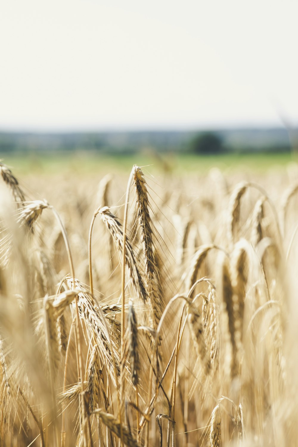 wheat field during day time