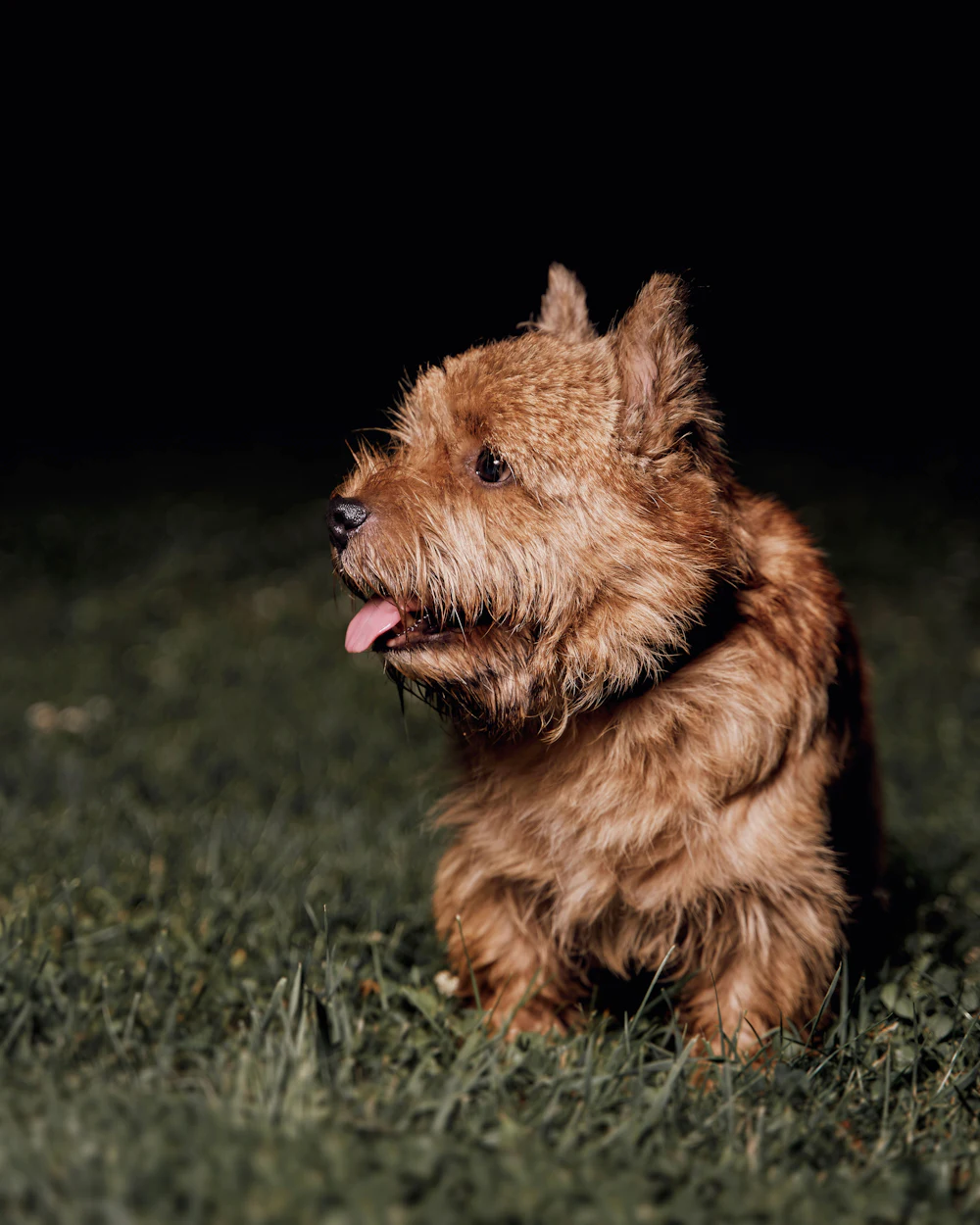 Norwich Terrier, photo 4