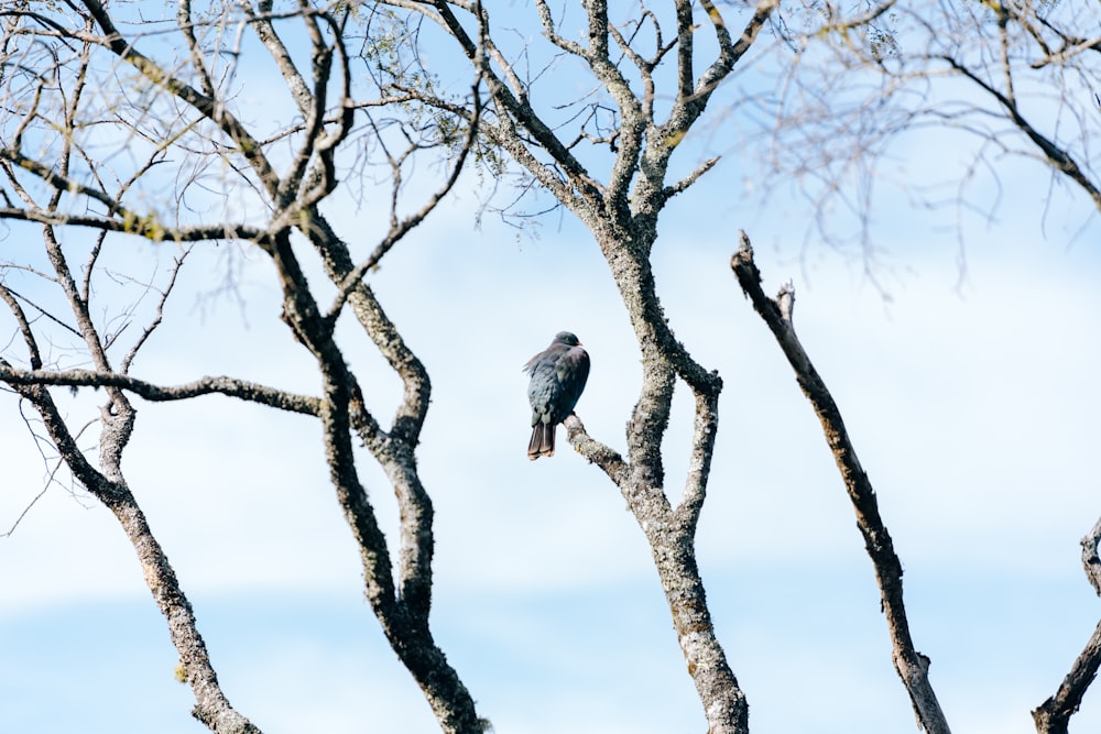 昼間の茶色の木の枝にとまる黒と白の鳥