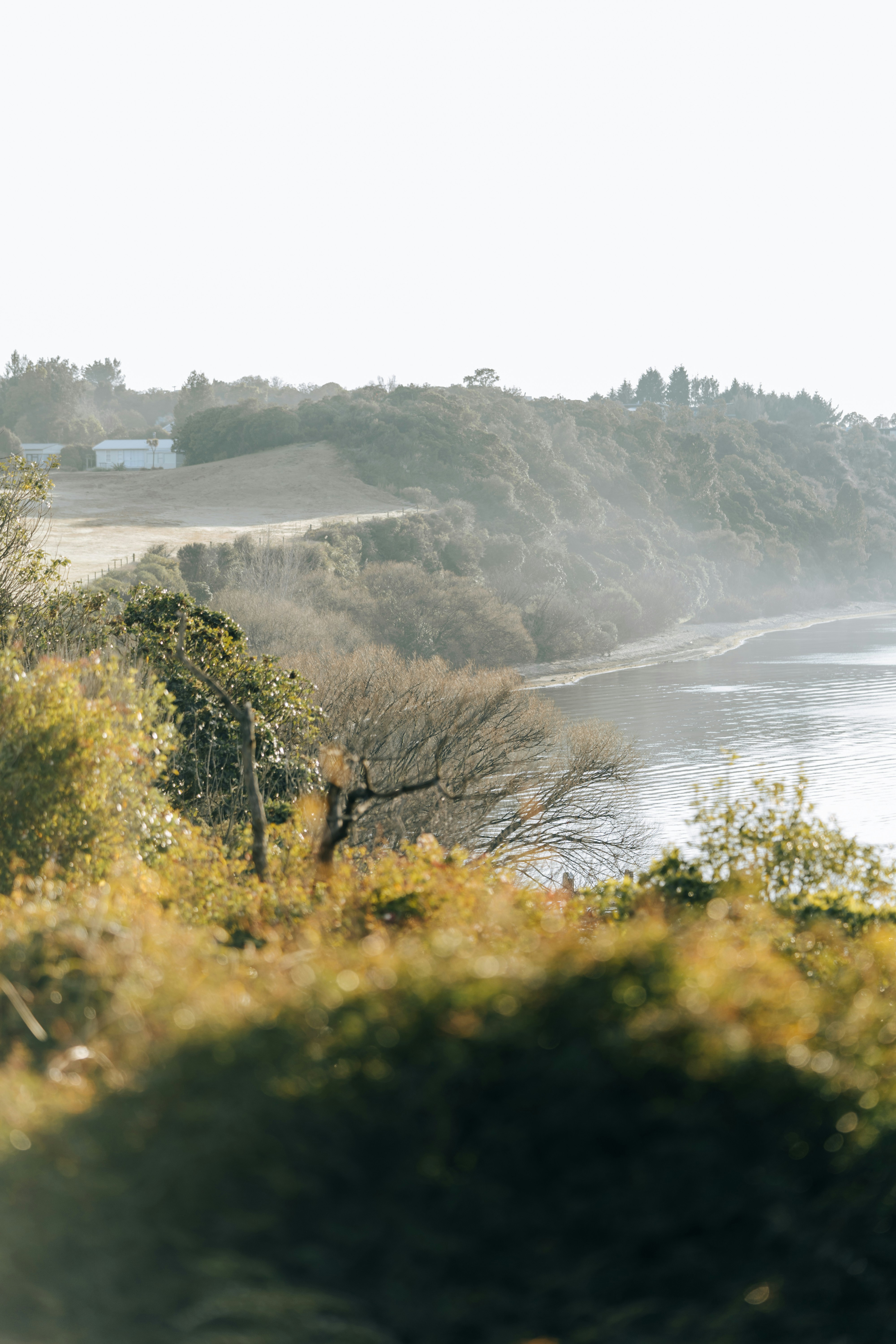 coastal plants wallpaper, wallpaper, Coastal Indoor Plants for Home Gyms 6