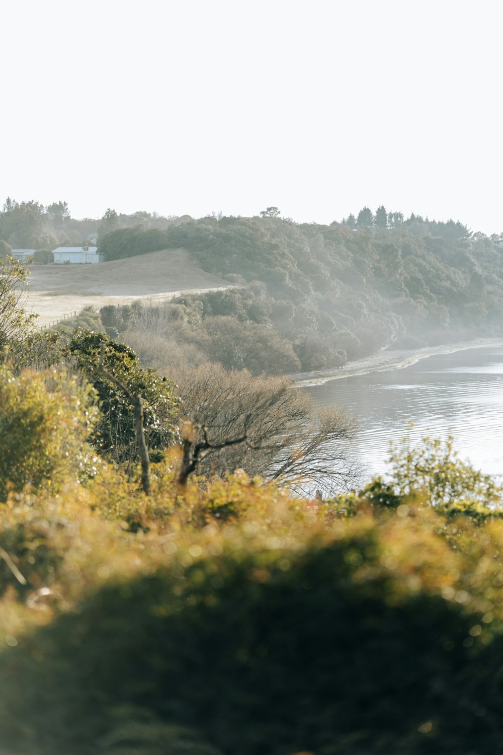 green trees near body of water during daytime