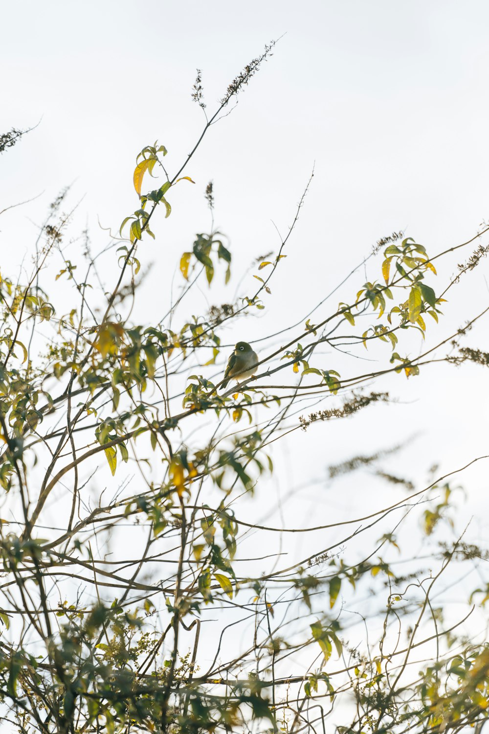 gray bird on tree branch during daytime