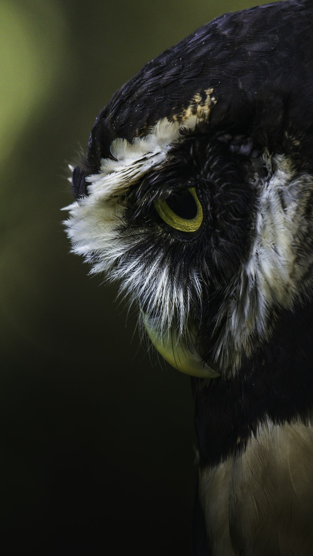 black and white owl in close up photography