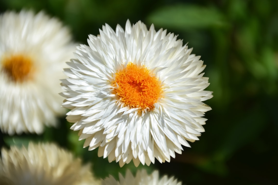 white flower in tilt shift lens