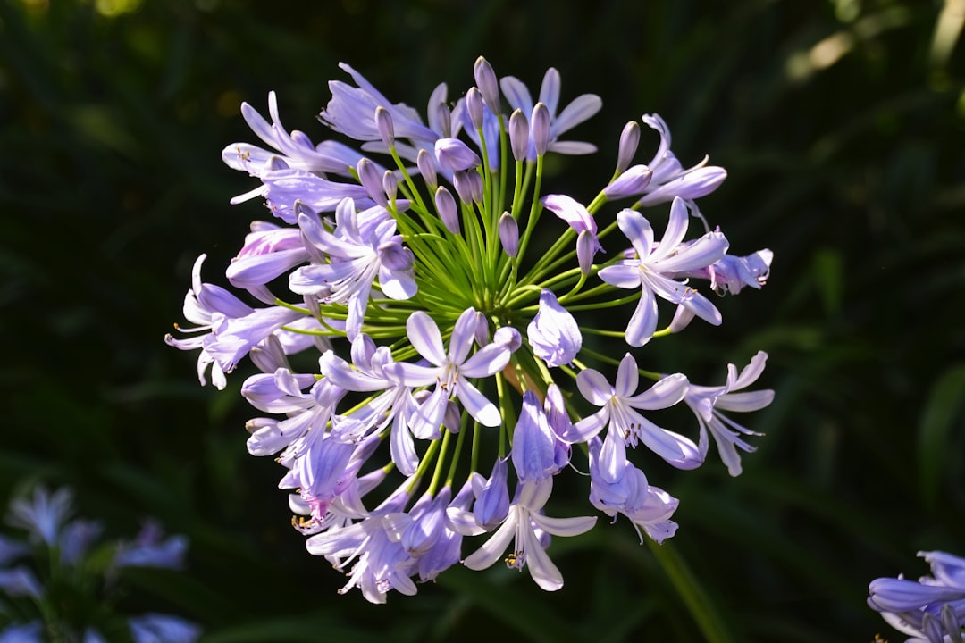 purple and white flower in close up photography