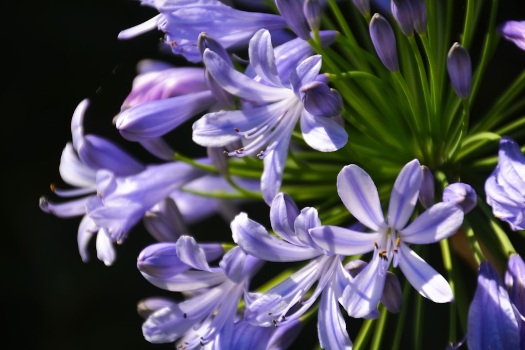 purple crocus flowers in bloom close up photo