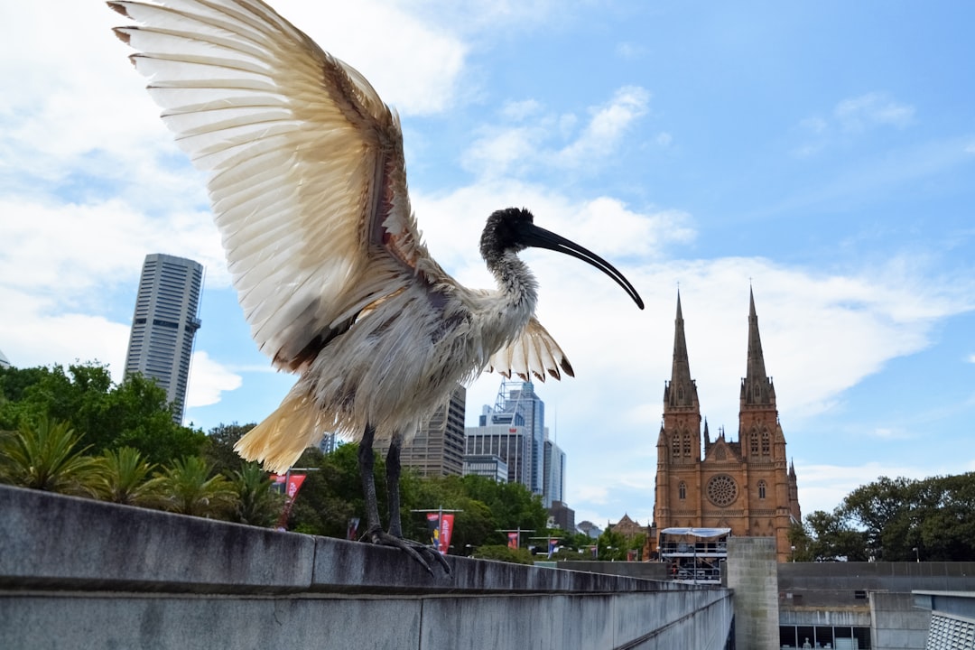 white and black bird flying over the bridge