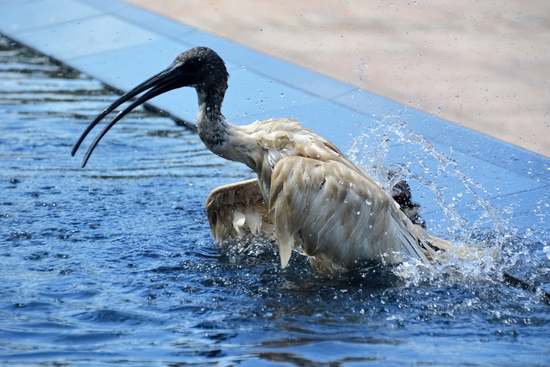 white and black long beak bird on water during daytime