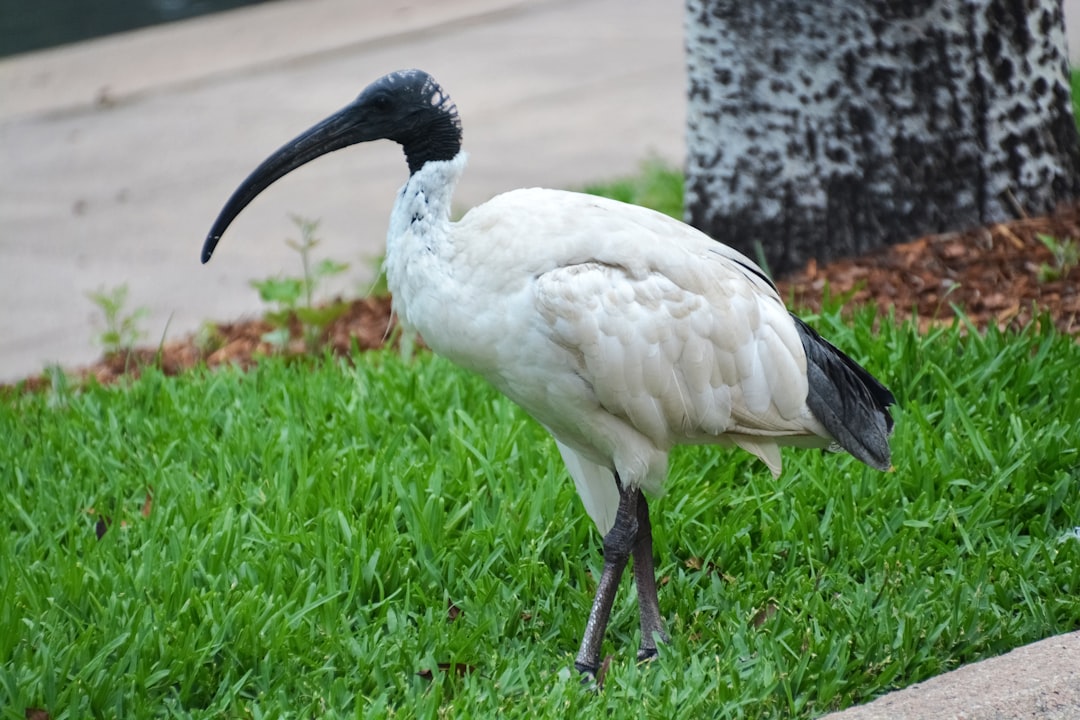 white and black bird on green grass during daytime