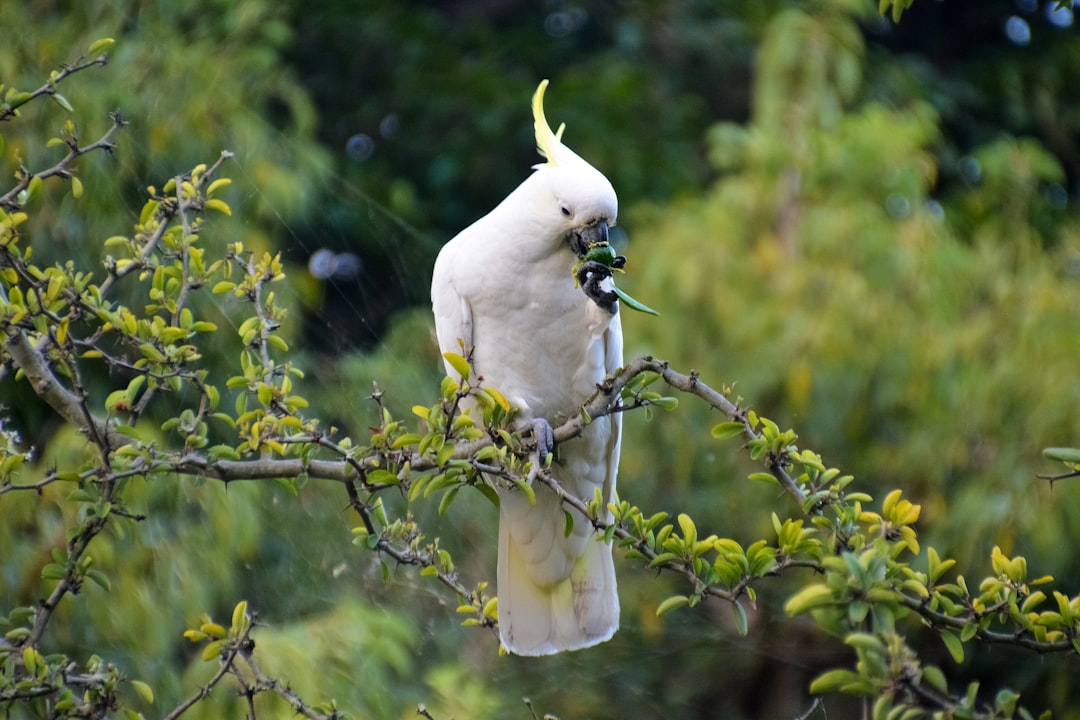 white bird on green tree during daytime