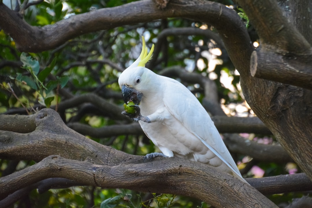 white bird on brown tree branch during daytime