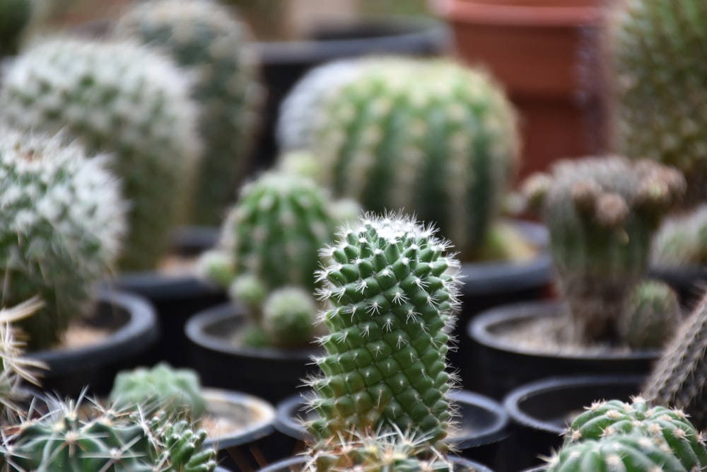 green cactus plant in black pot