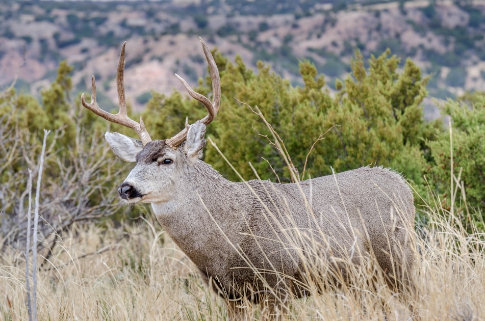 Large mule deer buck in eastern Oregon sagebrush country during the fall