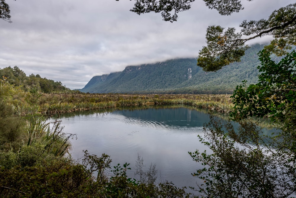 green trees near lake under white clouds during daytime