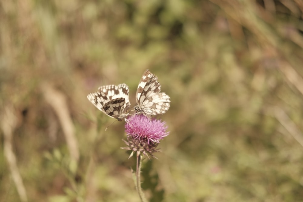 white and black butterfly on purple flower