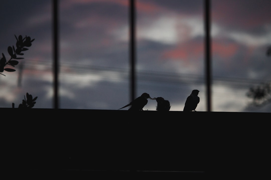 silhouette of people sitting on the ground during sunset