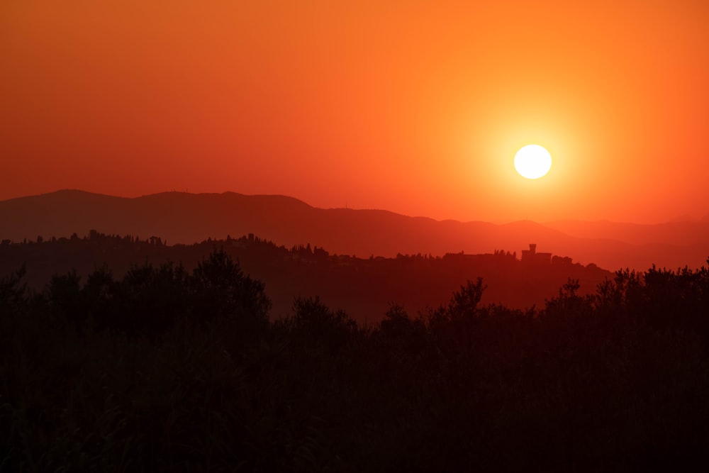 silhouette of trees during sunset